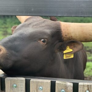 image00215