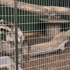 image00231