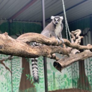 image00239