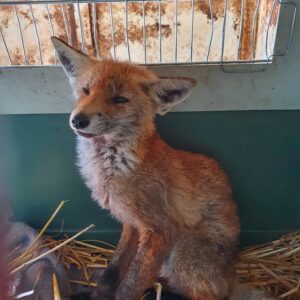 244339556_1015430835976199_8477536912998214475_n