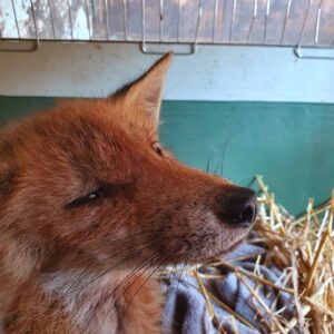 244343359_416539453434503_420417396287731235_n