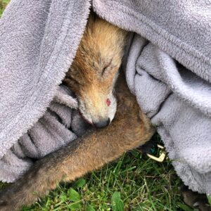 244413715_577783319934089_1798795876612783726_n