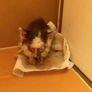 274732512_678198086707379_105348484928610980_n