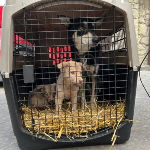 272295527_1644383769259054_8393498793107651624_n