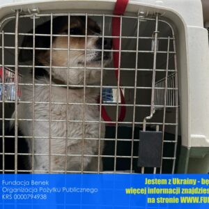 272636879_257265136480664_7885649961403225514_n