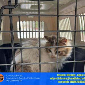 274351225_709887370180237_9186802341371238764_n