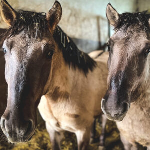 Oskarek i Cypisek (1)