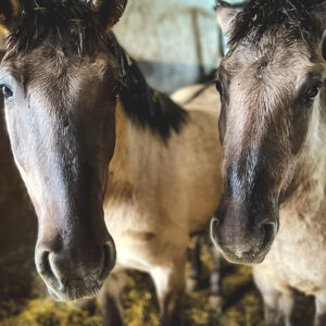 Oskarek i Cypisek (3)