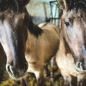 Oskarek i Cypisek (4)