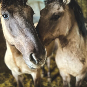 Oskarek i Cypisek (5)