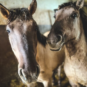 Oskarek i Cypisek (6)