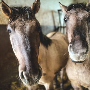 Oskarek i Cypisek (7)