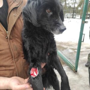 Zdjęcie Poratunok Twaryn Kharkiv (1)