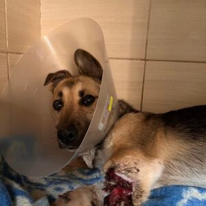 Zdjęcie Poratunok Twaryn Kharkiv (10)