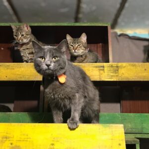 Zdjęcie Poratunok Twaryn Kharkiv (12)