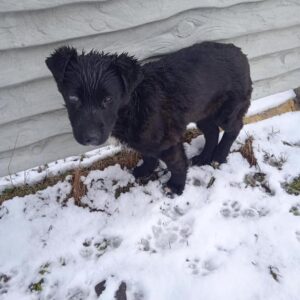 Zdjęcie Poratunok Twaryn Kharkiv (13)