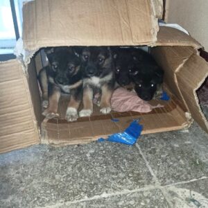 Zdjęcie Poratunok Twaryn Kharkiv (14)