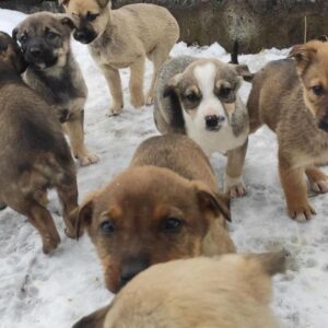 Zdjęcie Poratunok Twaryn Kharkiv (15)