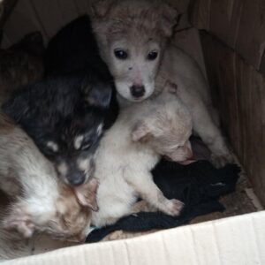 Zdjęcie Poratunok Twaryn Kharkiv (16)