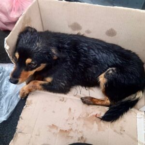 Zdjęcie Poratunok Twaryn Kharkiv (17)