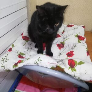 Zdjęcie Poratunok Twaryn Kharkiv (18)