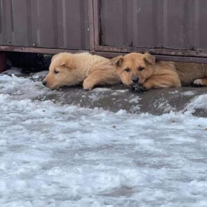 Zdjęcie Poratunok Twaryn Kharkiv (19)