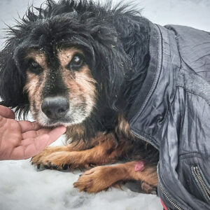 Zdjęcie Poratunok Twaryn Kharkiv (2)