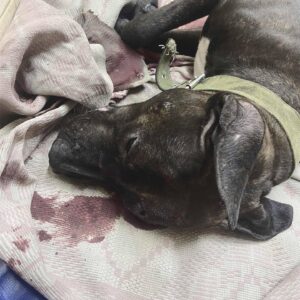 Zdjęcie Poratunok Twaryn Kharkiv (20)