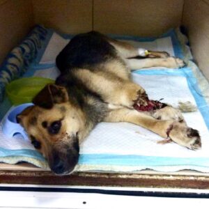 Zdjęcie Poratunok Twaryn Kharkiv (21)