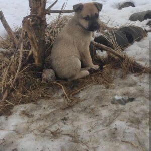 Zdjęcie Poratunok Twaryn Kharkiv (22)