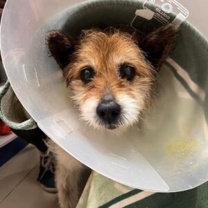 Zdjęcie Poratunok Twaryn Kharkiv (23)