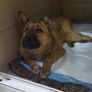 Zdjęcie Poratunok Twaryn Kharkiv (24)