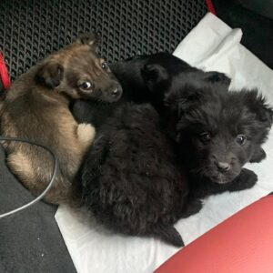 Zdjęcie Poratunok Twaryn Kharkiv (25)