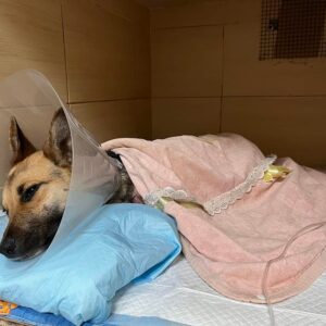 Zdjęcie Poratunok Twaryn Kharkiv (26)