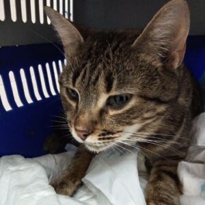 Zdjęcie Poratunok Twaryn Kharkiv (27)