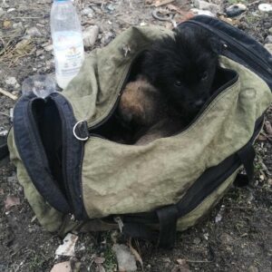 Zdjęcie Poratunok Twaryn Kharkiv (28)