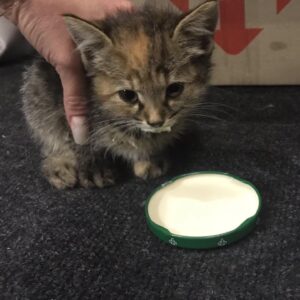 Zdjęcie Poratunok Twaryn Kharkiv (29)