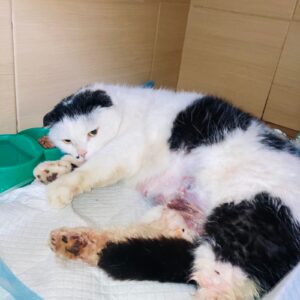 Zdjęcie Poratunok Twaryn Kharkiv (3)