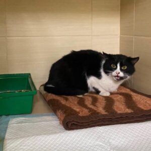 Zdjęcie Poratunok Twaryn Kharkiv (30)