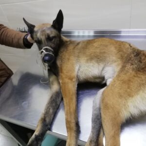 Zdjęcie Poratunok Twaryn Kharkiv (31)