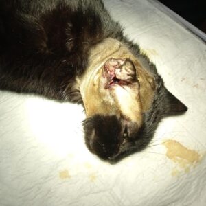 Zdjęcie Poratunok Twaryn Kharkiv (32)