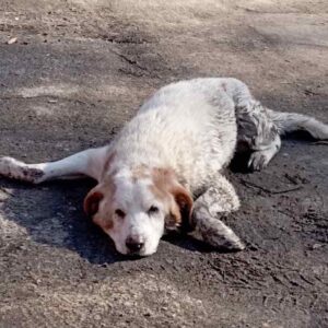 Zdjęcie Poratunok Twaryn Kharkiv (33)