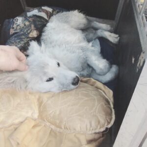 Zdjęcie Poratunok Twaryn Kharkiv (34)