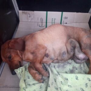 Zdjęcie Poratunok Twaryn Kharkiv (35)