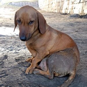 Zdjęcie Poratunok Twaryn Kharkiv (36)