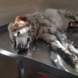 Zdjęcie Poratunok Twaryn Kharkiv (37)