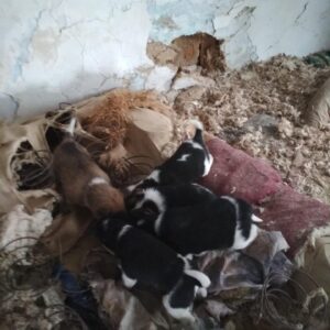 Zdjęcie Poratunok Twaryn Kharkiv (4)