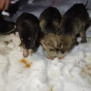 Zdjęcie Poratunok Twaryn Kharkiv (5)