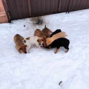 Zdjęcie Poratunok Twaryn Kharkiv (6)