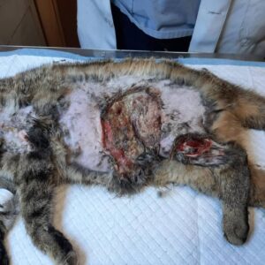 Zdjęcie Poratunok Twaryn Kharkiv (7)